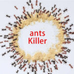 Bubuk Racun Anti Semut Obat Pembasmi Sarang Semut dan Serangga - - Image 3