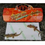 Trap Lem Perangkap Cicak dan Kecoa