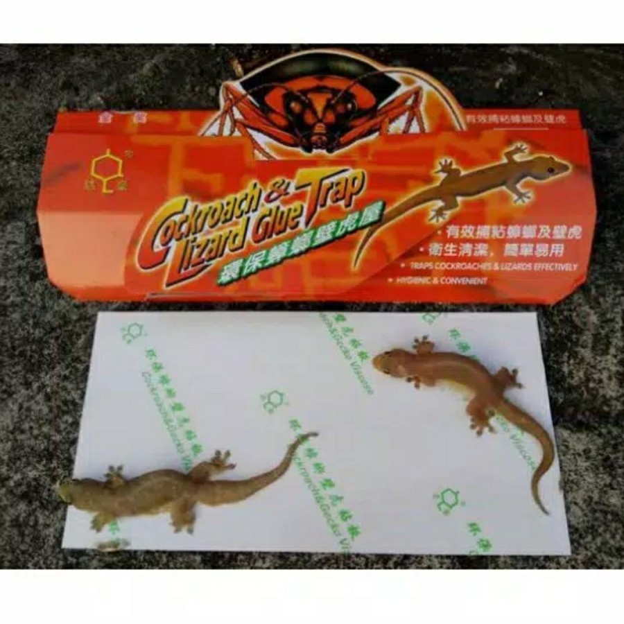 iUlVD8IBhK27w4tQ9R3Mas7d5HAtJ9R41CVnpylK Trap Lem Perangkap Cicak dan Kecoa - Image 1